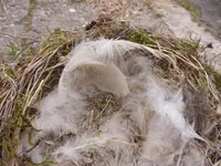 P1110949.webp