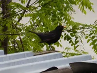 P1110954.webp