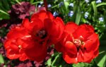 red (74).jpg