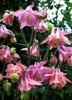 pink (19).webp