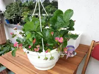 Erdbeere.webp