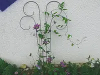 k-Clematis (1).webp