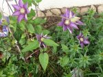 k-Clematis (2).JPG