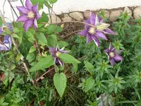 k-Clematis (2).webp