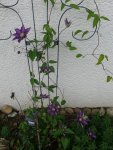 k-Clematis.JPG