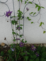 k-Clematis.webp