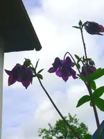 k-Akelei (2).webp