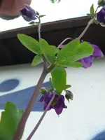 k-Akelei (3).webp