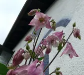 k-Akelei (4).webp