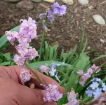 k-P1100625.webp