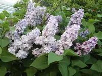 Bilda176.webp