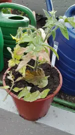 IMG_20160516_174849.webp