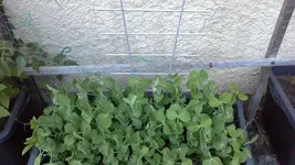 20160513_205727.webp
