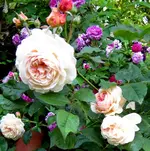 IMG_5122-001.webp