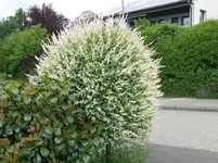 P1100640.webp