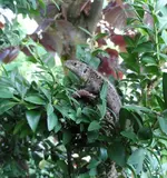 EidechsZünsler (1).webp