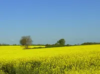 127.webp