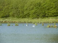 130.webp