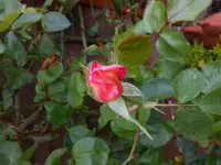 DSCN3999.webp