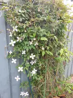 DSCN4007.webp