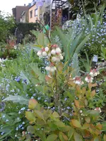 DSCN4013.webp