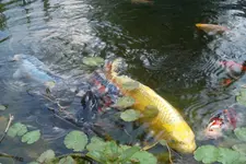 SAM_1314.webp