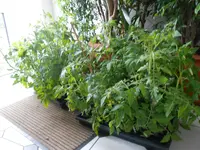DSCN3997.webp