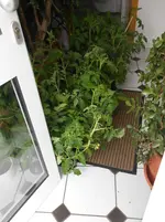 DSCN3998.webp