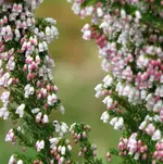 IMG_0163 v (1).webp