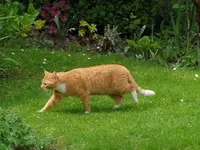 image.jpg