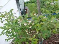 k-P1100632.webp