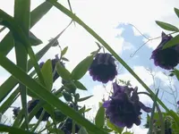 Akelei (2).webp