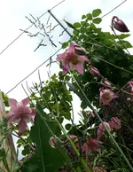 Akelei (4).webp