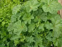 k-P1100667.webp