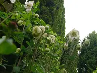 k-P1100676.webp