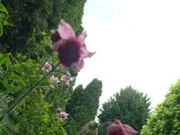 k-P1100678.webp