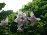 k-P1100680.webp