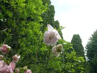 k-P1100681.webp