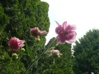 k-P1100683.webp