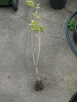 k-P1100712.webp