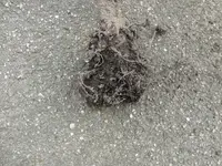 k-P1100714.webp
