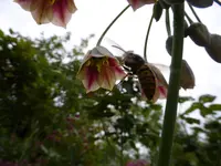 P1120226.webp