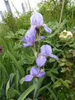 P1120270.webp