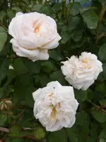 P1120156.webp