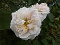 P1120157.webp
