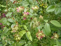 P1120161.webp