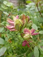 P1120162.webp