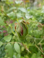 P1120163.webp