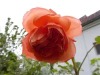 P1120388.webp