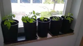 Tomatenumgetopft18.5.16 (7).webp